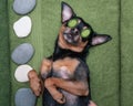 Â Cute pet relaxing in spa wellness . Dog with a slice of cucumbers on the eyes.. Funny concept grooming, Royalty Free Stock Photo